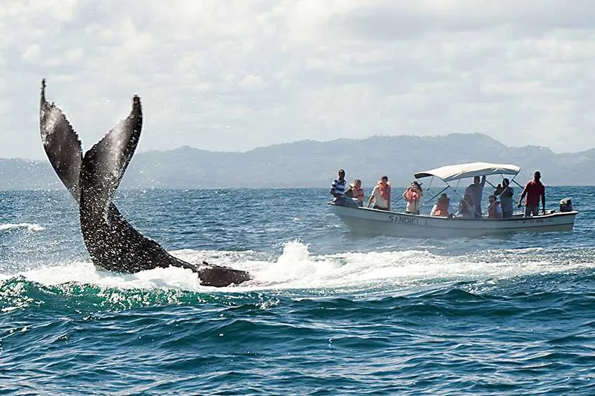 Humpback whale watching in Samaná